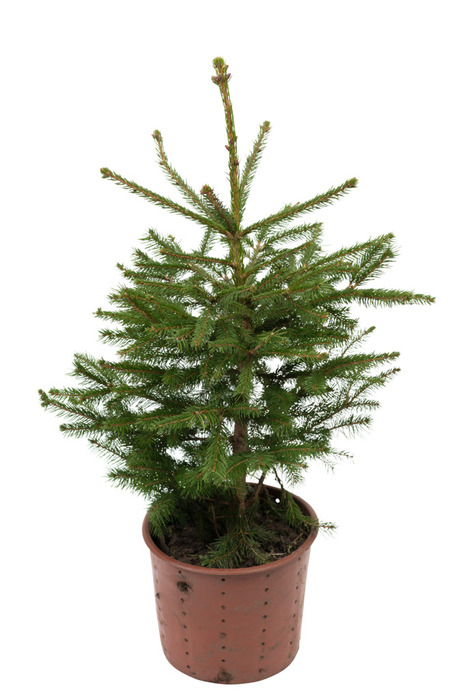 Juletræ mix 19 cm potte